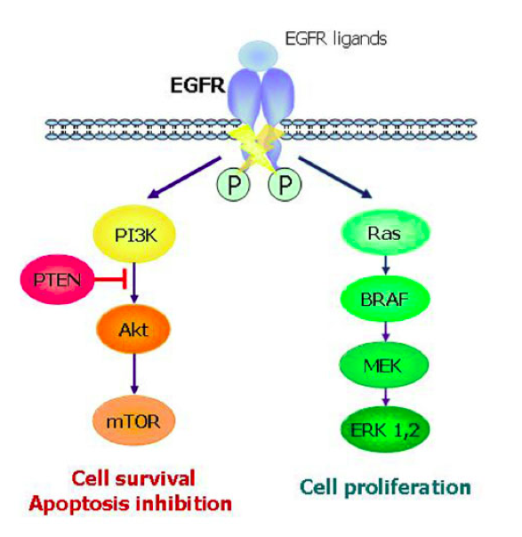 Tổng Quan Về Egfr Và Các Liệu Pháp Điều Trị Ung Thư Nhắm Đích Egfr - Ung  Thư Học